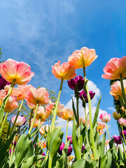 Tulip flowers blooming in the city park. A vibrant spring and summer tulip. Warm, sunny and happy nature photo