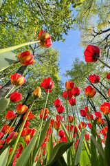 Tulip flowers blooming in the city park. A vibrant spring and summer tulip. Warm, sunny and happy nature photo