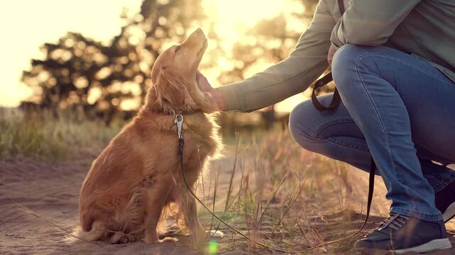 Man owner strokes face and neck of happy cocker spaniel dog resting on dirt road man plays stroking happy cocker spaniel dog in park caring man strokes dog companion in summer sunset field closeup