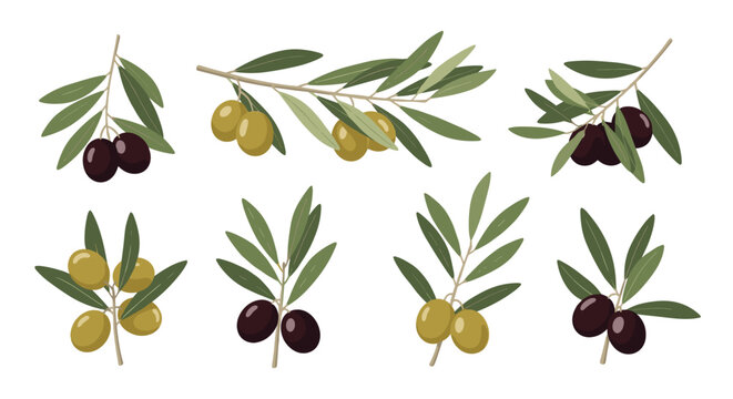 collection of olive branches with green and black olives and leaves arranged in various clusters on a plain white background.