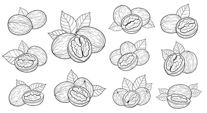 Hand drawn vintage style illustrations of walnuts with leaves showing whole nuts and halves with the kernel visible for design sets.