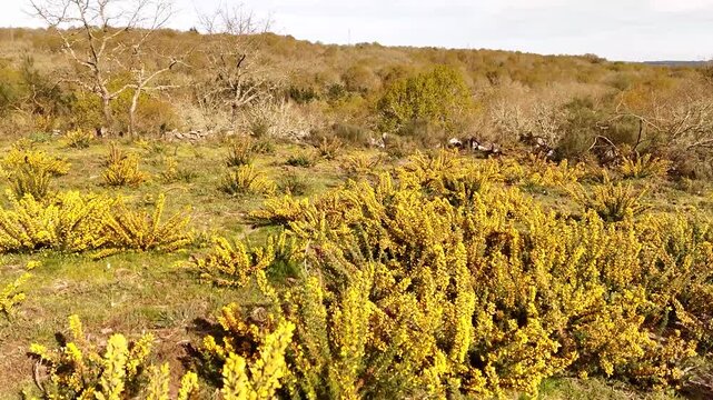 Flowering gorse broom shrubs in a mountain landscape