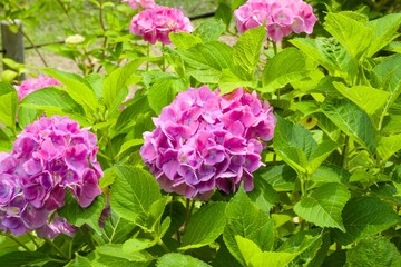Obraz premium 紫陽花