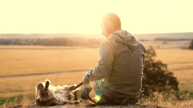 Man strokes tummy of rolling over cocker spaniel dog sitting on country field at sunset twilight man tames cute purebred dog resting in summer park man plays with fluffy spaniel dog in evening field