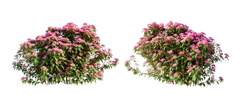 pink flower shurbs in 3d rendering isolated on white