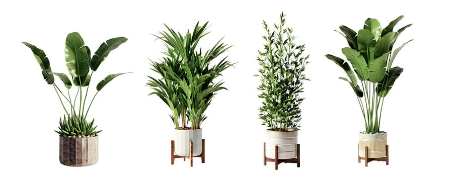 plant in 3d rendering isolated on white