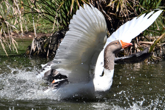A corrida de gansos no lago do Museu da Rep&uacute;blica &eacute; simplesmente um espet&aacute;culo. Pal&aacute;cio do Catete - RJ 