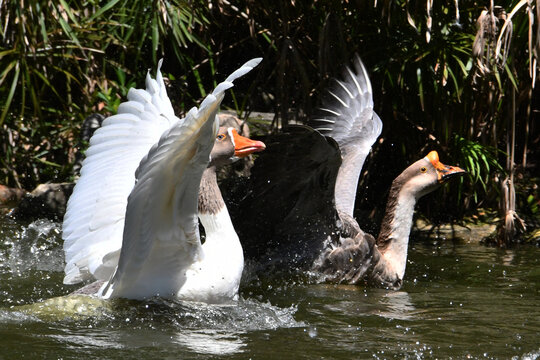 A corrida de gansos no lago do Museu da Rep&uacute;blica &eacute; simplesmente um espet&aacute;culo. Pal&aacute;cio do Catete - RJ 