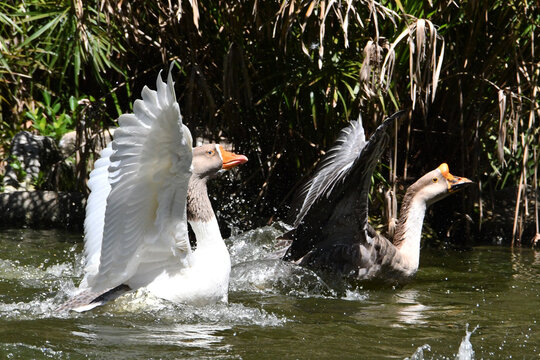 A corrida de gansos no lago do Museu da Rep&uacute;blica &eacute; simplesmente um espet&aacute;culo. Pal&aacute;cio do Catete - RJ 