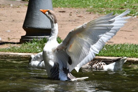 A corrida de gansos no lago do Museu da Rep&uacute;blica &eacute; simplesmente um espet&aacute;culo. Pal&aacute;cio do Catete - RJ 