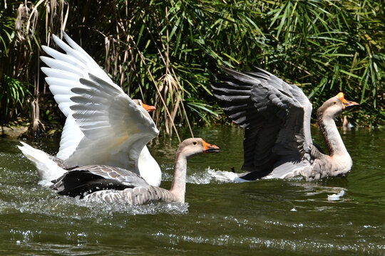 A corrida de gansos no lago do Museu da Rep&uacute;blica &eacute; simplesmente um espet&aacute;culo. Pal&aacute;cio do Catete - RJ 
