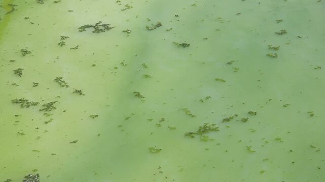 Eutrophication Process &ndash; Stagnant Green Water with High Organic Concentration