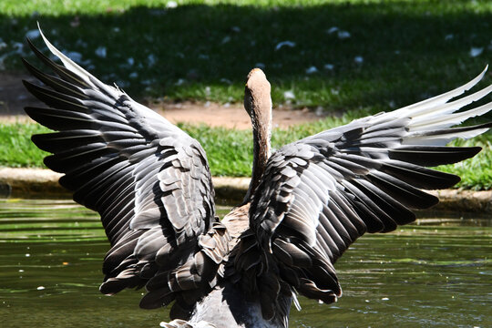 Um lindo ganso cinzento dando a sua beleza e eleg&acirc;ncia no lago do Museu da Rep&uacute;blica - Pal&aacute;cio do Catete - RJ