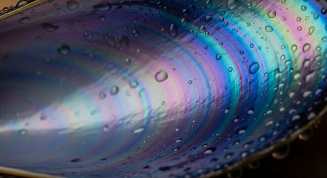 Inside of a mussel shell with iridescent lining