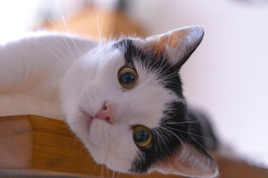Cat closeup looking in the camera