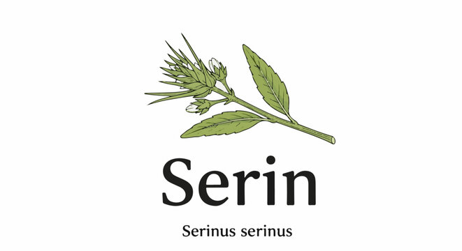 Scientific illustration of a plant branch with buds and leaves, labeled "Serin