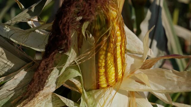On the stalk grows an ear of corn with the leaves removed, revealing yellow kernels. Brown silk threads are on the top of the ear. Sunlight illuminates each kernel of the plant.