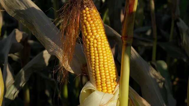On the stalk grows an ear of corn with the leaves removed, revealing yellow kernels. Brown silk threads are on the top of the ear. Sunlight illuminates each kernel of the plant.