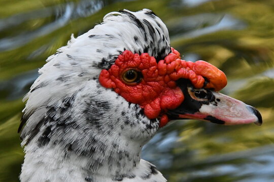 Um bel&iacute;ssimo pato selvagem com a sua marca registrada das protuber&acirc;ncias vermelhas no lago do Museu da Rep&uacute;blica - Pal&aacute;cio do Catete - RJ