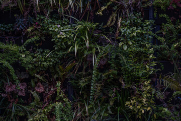 Fototapeta premium Dense green wall texture with plants vertical garden natural background