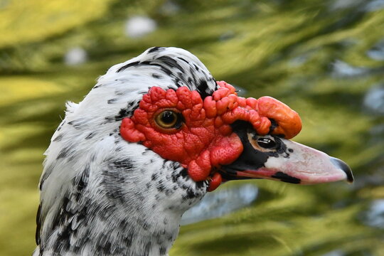 Um bel&iacute;ssimo pato selvagem com a sua marca registrada das protuber&acirc;ncias vermelhas no lago do Museu da Rep&uacute;blica - Pal&aacute;cio do Catete - RJ