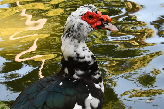 Um bel&iacute;ssimo pato selvagem com a sua marca registrada das protuber&acirc;ncias vermelhas no lago do Museu da Rep&uacute;blica - Pal&aacute;cio do Catete - RJ