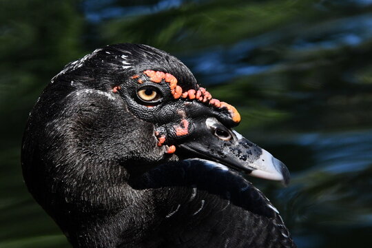 Um bel&iacute;ssimo pato selvagem com a sua marca registrada das protuber&acirc;ncias vermelhas no lago do Museu da Rep&uacute;blica - Pal&aacute;cio do Catete - RJ