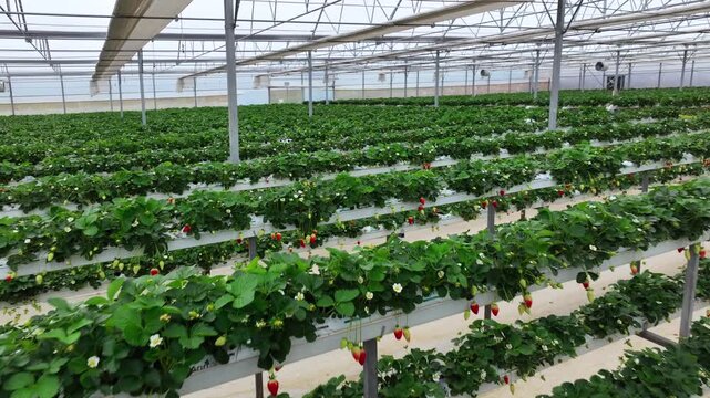 Drone View Inside Clean Hydroponic Strawberry Greenhouse &ndash; No People, High Tech Farming 4K
