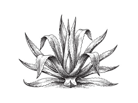 Vintage black and white engraving of an agave plant with spiky leaves on a ink line png