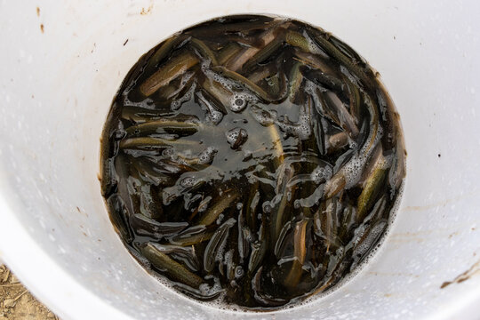 A bucket of live, fresh loaches