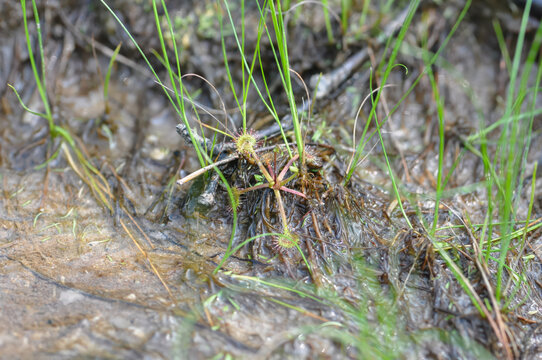 Drosera rotundifolia is a perennial insectivorous plant in South Korea. It features spatula shaped leaves with red glandular hairs to trap insects in wet marshland environments site.