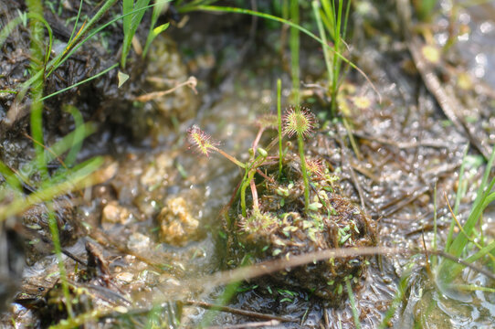 Drosera rotundifolia is a perennial insectivorous plant in South Korea. It features spatula shaped leaves with red glandular hairs to trap insects in wet marshland environments site.