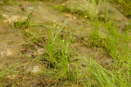 Drosera rotundifolia is a perennial insectivorous plant in South Korea. It features spatula shaped leaves with red glandular hairs to trap insects in wet marshland environments site.