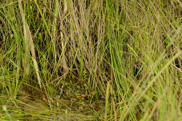 Obraz premium Drosera rotundifolia is a perennial insectivorous plant in South Korea. It features spatula shaped leaves with red glandular hairs to trap insects in wet marshland environments site.