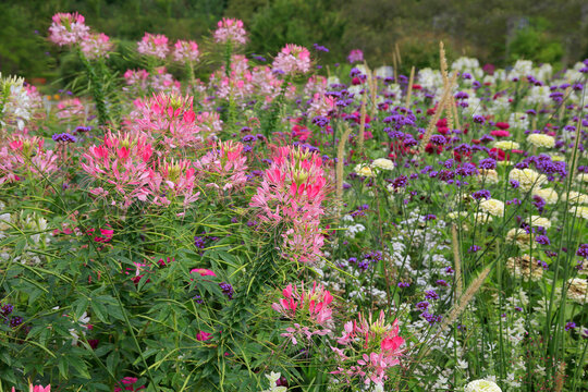 Buntes Blumenbeet im Garten