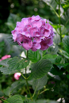 Hortensien (Hydrangea) Zierstrauch mit vielen Bl&uuml;ten