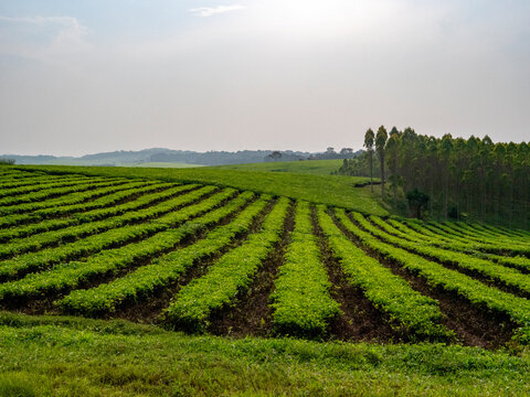 The beautiful landscape of the Mpanga Tea Plantation along the road between Fort Portal and Kampala.