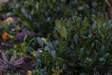Obraz premium Evergreen shrub with glossy leaves in urban garden landscaping concept