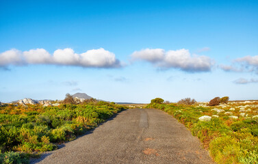 Fototapeta premium Road, nature and blue sky with clouds in countryside for travel, destination or outdoor adventure. Empty, space and asphalt street with natural greenery of eco friendly path for trip in wilderness