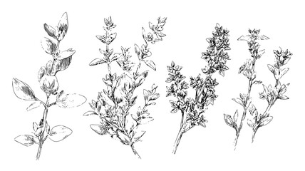Fototapeta premium Kitchen garden collection featuring thyme and oregano stems, illustration collection