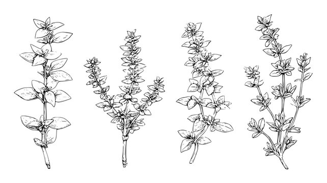 Kitchen garden collection featuring thyme and oregano stems, set of vectors