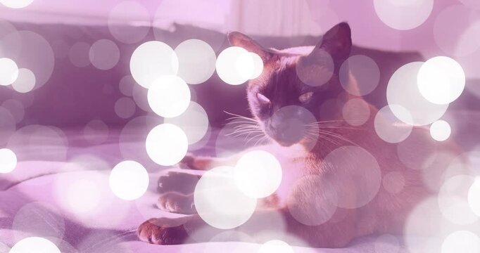 Siamese cat resting on bed while drifting pink bokeh overlay masking then revealing profile for ads