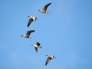 Obraz premium Greater white-fronted geese (Anser albifrons) flying in v formation against blue sky