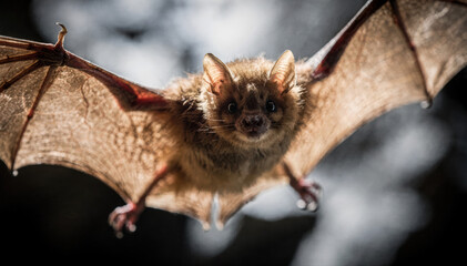 Obraz premium A close-up of a bat soaring in the dark with its wings spread out