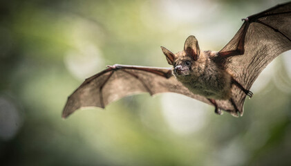 Naklejka premium A bat soaring through the air with its wings extended in a forest setting. The bat has brown fur, and its wings are stretched out in a flying pose
