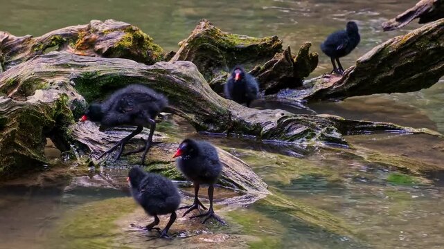 Juvenile baby common moorhen Gallinula chloropus also known as the waterhen, the swamp chicken, and as the common gallinule swimming at a blue lake water