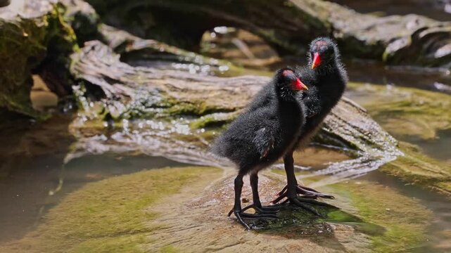 Juvenile baby common moorhen Gallinula chloropus also known as the waterhen, the swamp chicken, and as the common gallinule swimming at a blue lake water