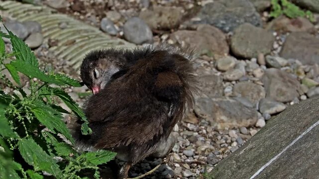 Juvenile baby common moorhen Gallinula chloropus also known as the waterhen, the swamp chicken, and as the common gallinule swimming at a blue lake water