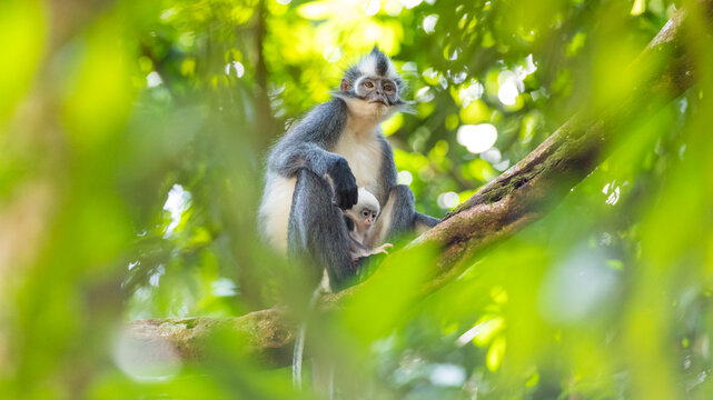 Thomas monkey (Thomas's langur) in Sumatra, Gunung Leuser National Park