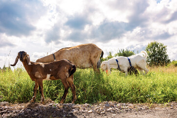 Obraz premium Grazing herd of domestic goats walking through lush green grass on rural pasture under cloudy sky with sunlight breaking through moving clouds